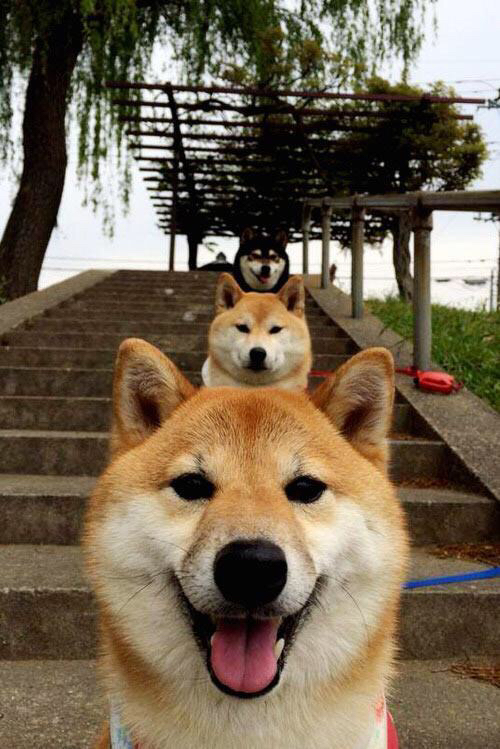 爱游戏体育app-中锋对决谁在内线更具统治力，中锋对位