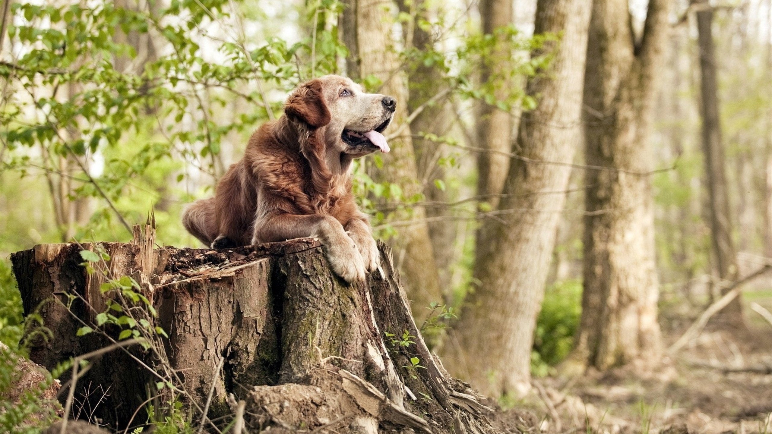 女子200米混合泳 中国包揽冠亚,女子200米混合泳世界纪录保持者是谁