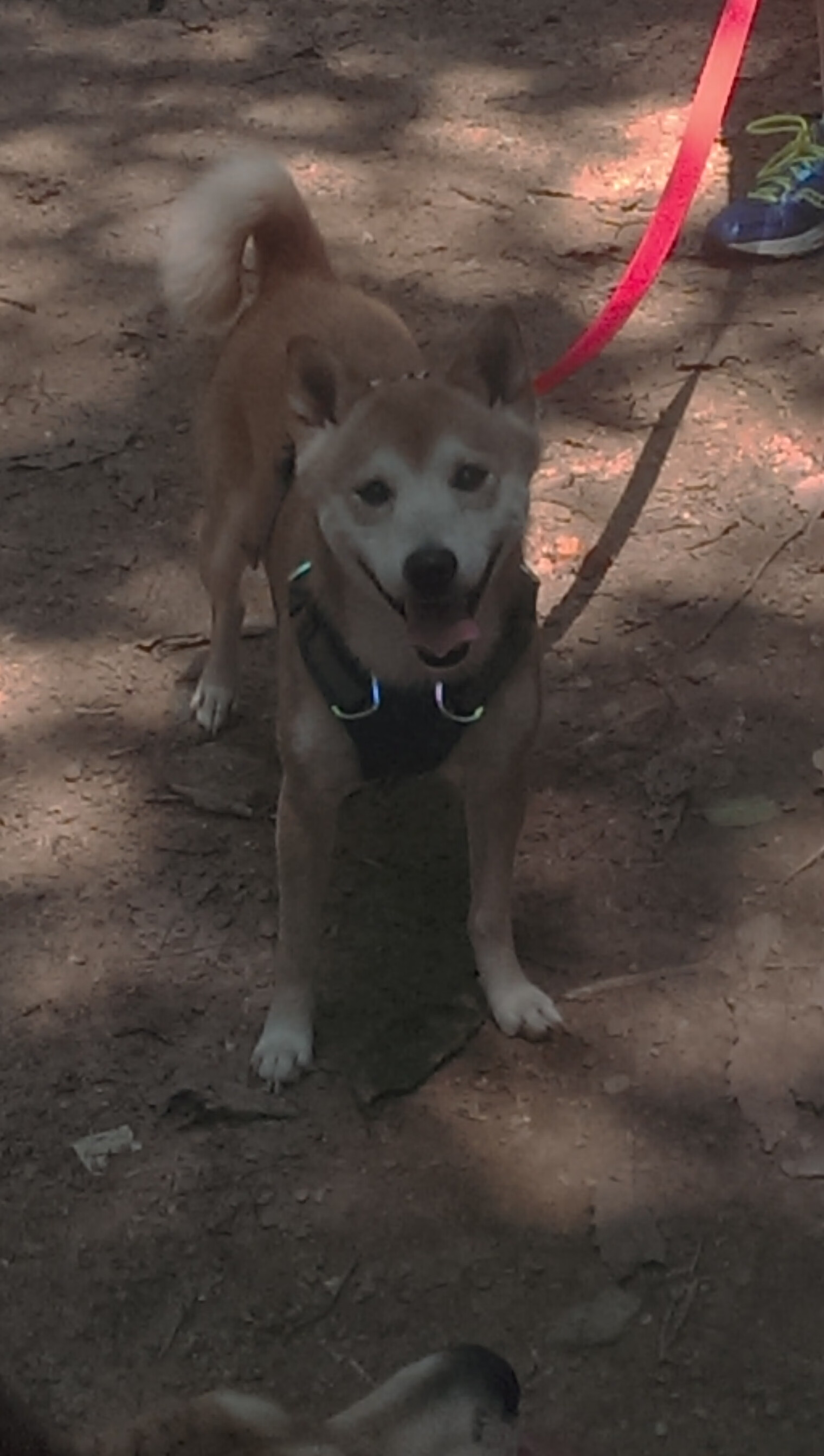 爱游戏体育-曼城主场连胜状态火热冲击榜首，曼城联赛连胜纪录