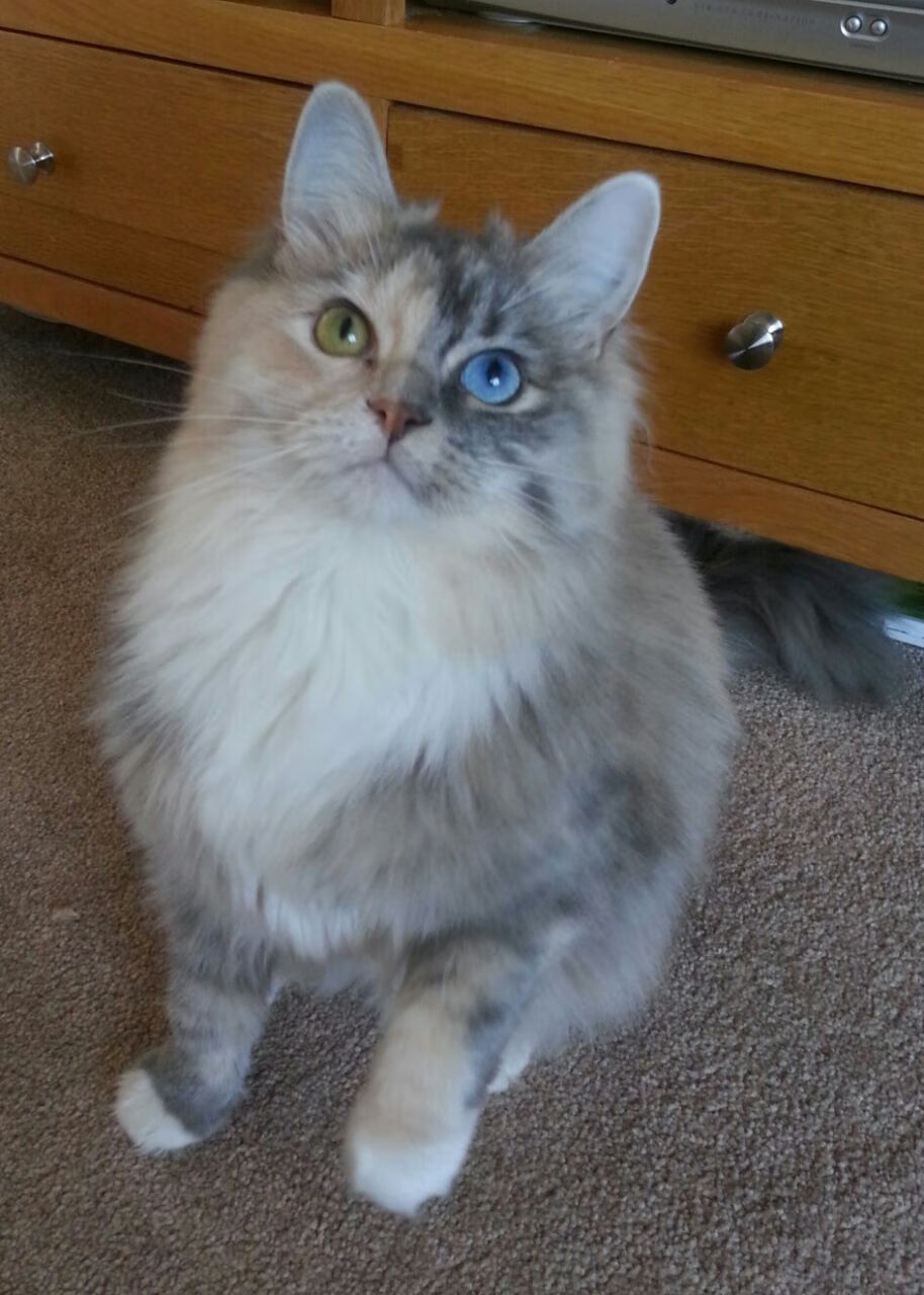 爱游戏娱乐平台-短道速滑训练营侧重技术细节优化，短道速滑基础教学视频