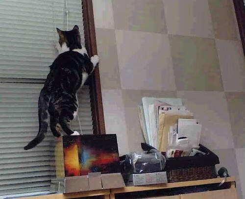 卡普尔通过强力冲击和灵活传球,帮助袋鼠队在比赛中占据主动,卡普尔和儿子们