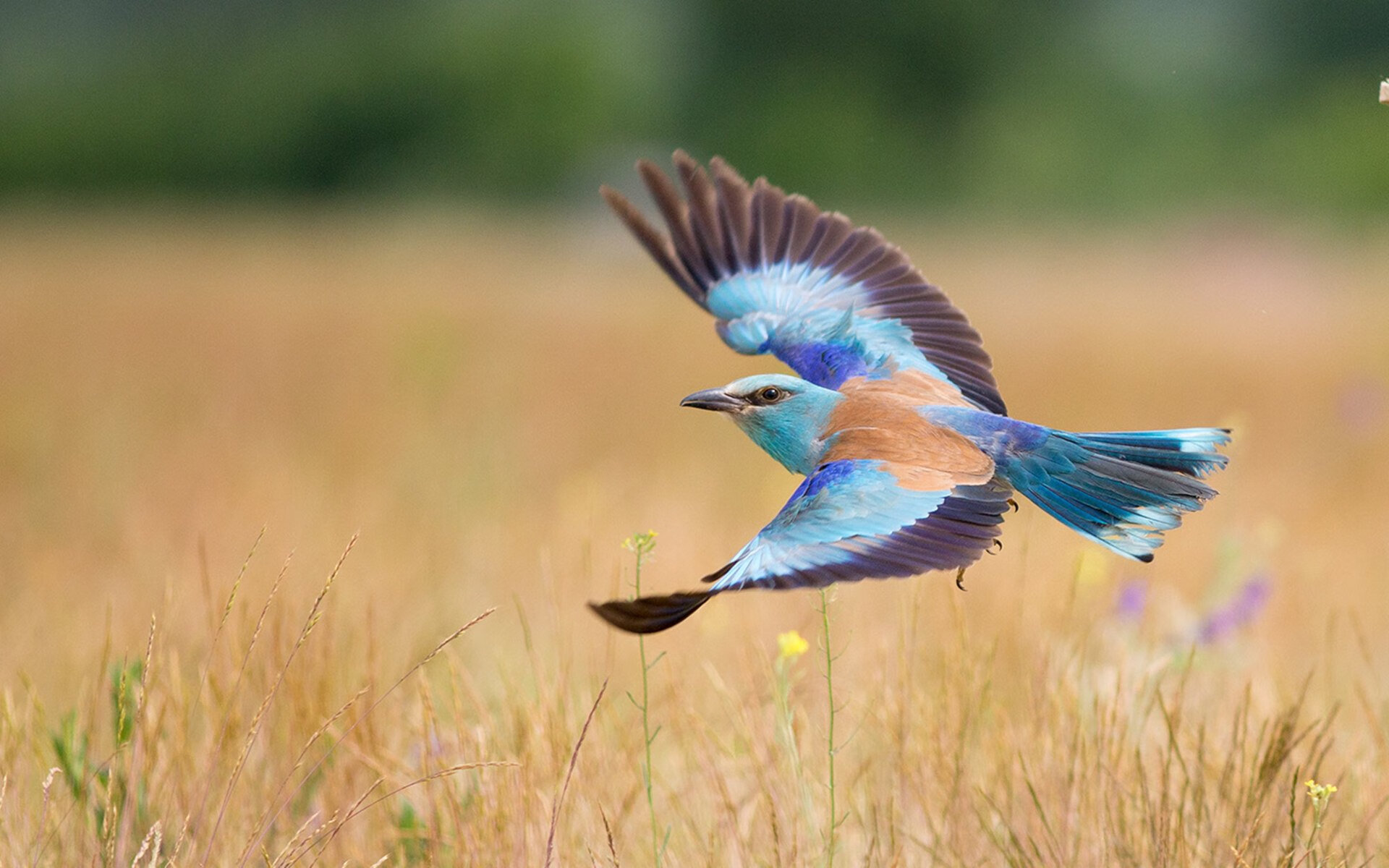 国家体育总局公告全民健身主题宣传月日程表,体育总局全民健身实施计划