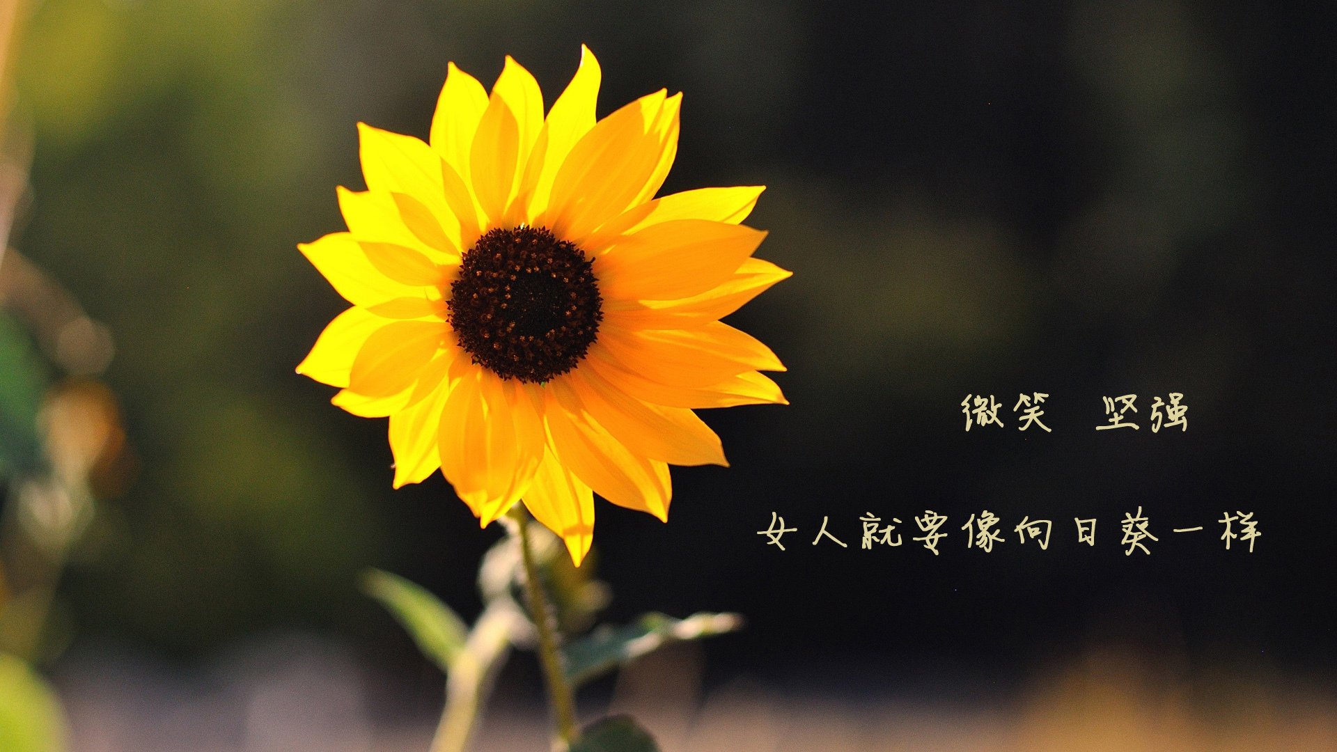 AYX体育官网-塞内加尔男篮在非洲锦标赛中奋战，争夺冠军荣耀，塞内加尔男篮nba球员