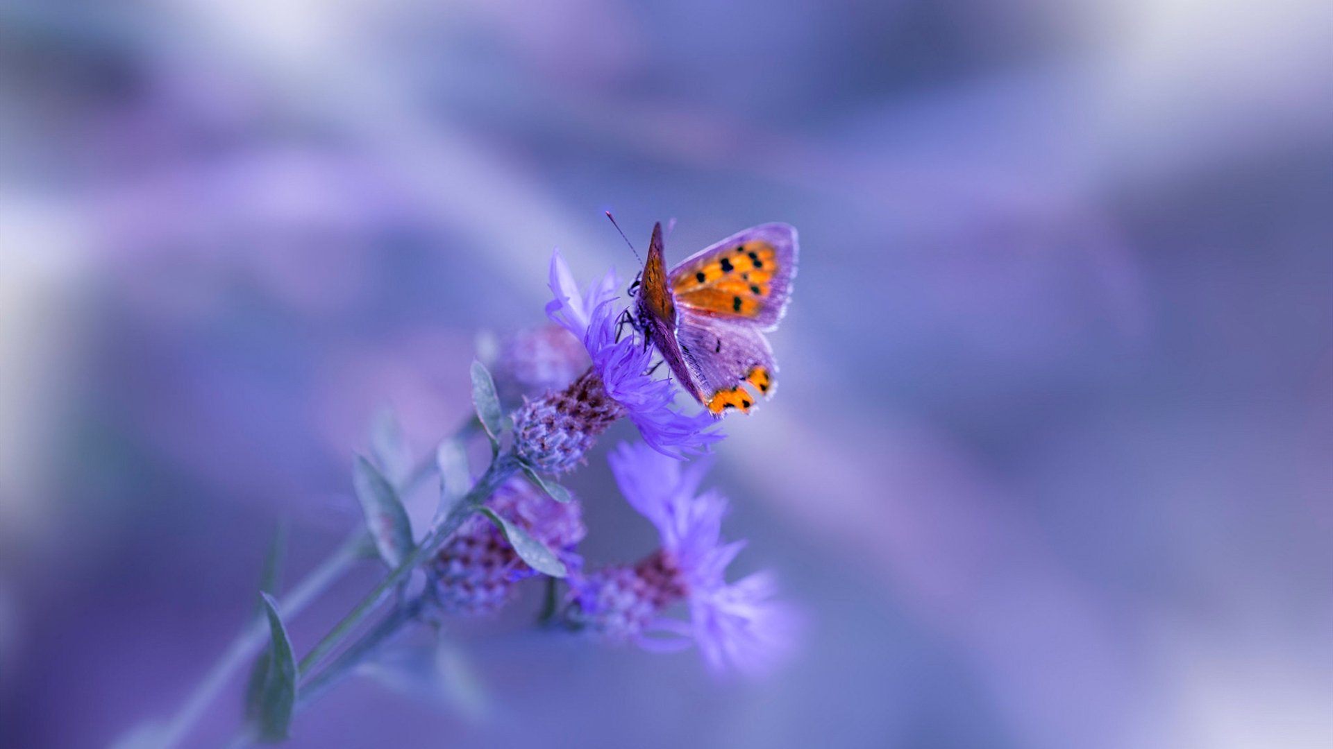 -女子仰泳后程冲刺表现抢眼，仰泳女主角叫什么