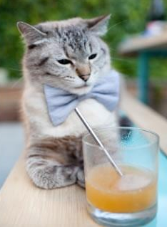 科特迪瓦男篮在非洲锦标赛中夺冠,体育影响力不断扩大,科特迪瓦男篮vs中国男篮视频